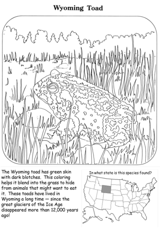 Wyoming Toad Coloring Page